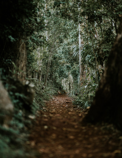 sky-tsu:Trails through the Woods // Gold Coast,...