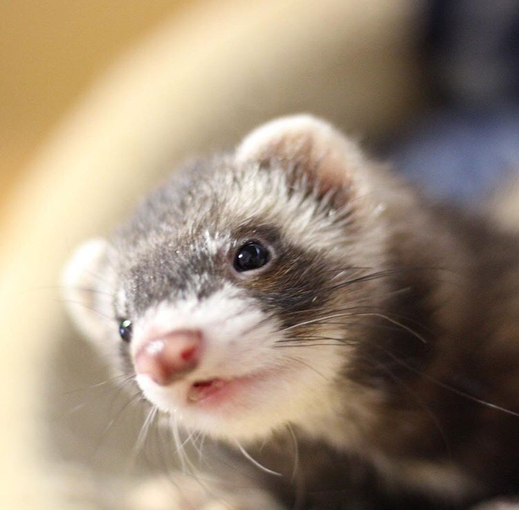 Ferrets On Tumblr