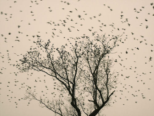 gacougnol:Leah SobseyMurmuration