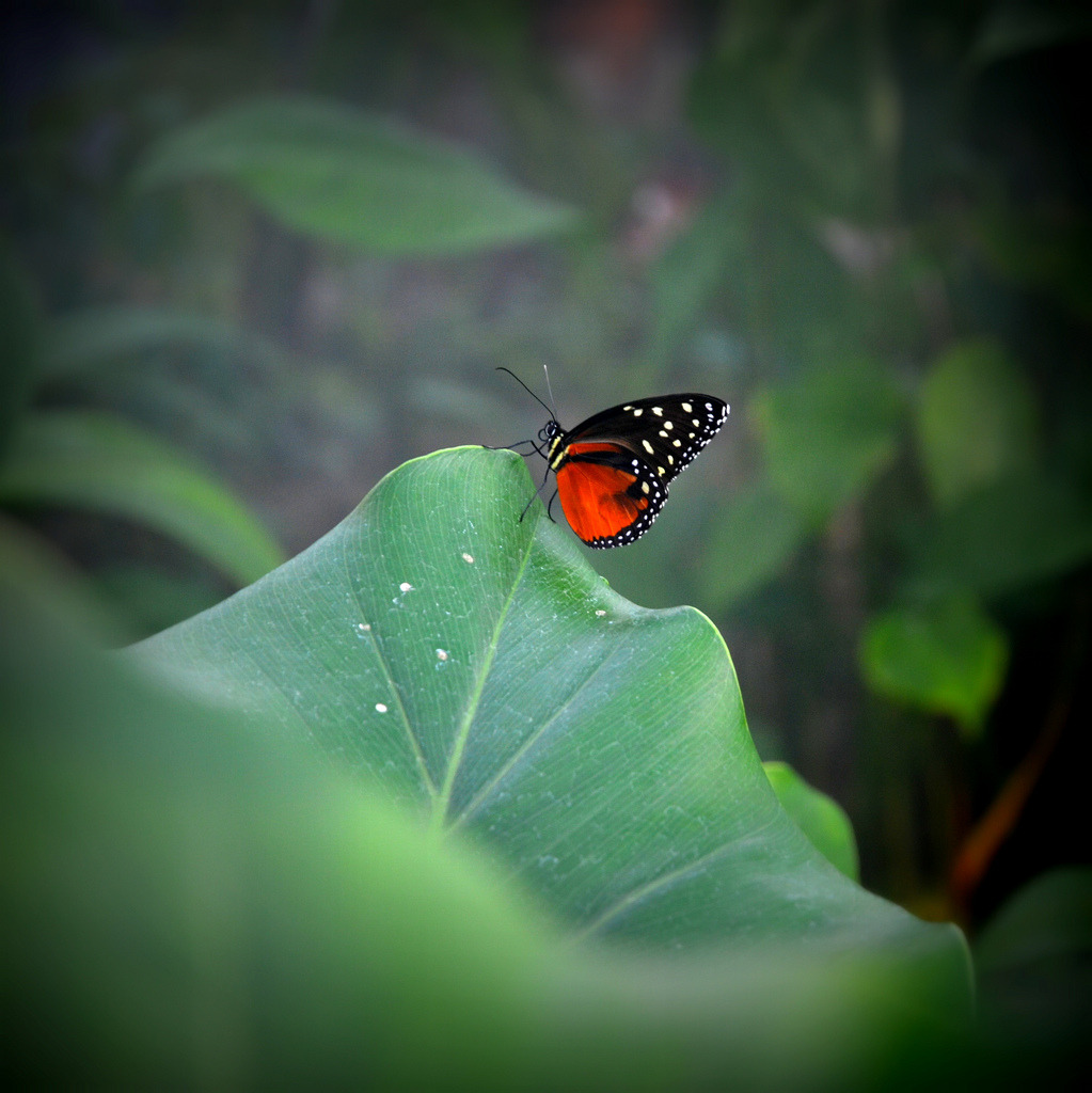 Weekender Impressions Tropische Schmetterlinge Im Botanischen