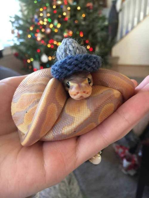 awwsocuteanimals