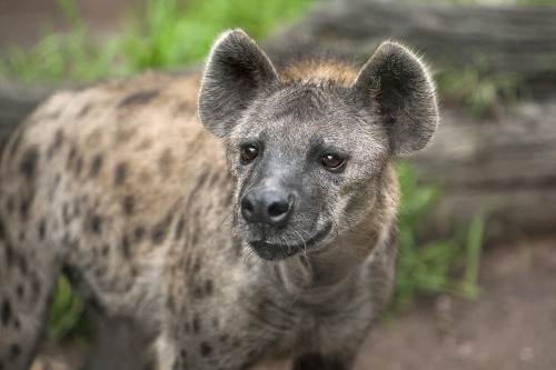 sdzoo:Although dog-like in appearance, the hyena is more...