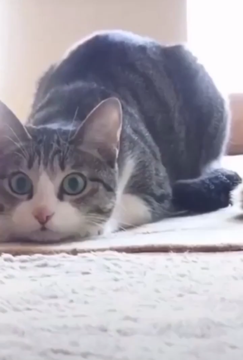 Ohagi, the famous wiggle kitty (Source: https://ift.tt/2DKpqyL)