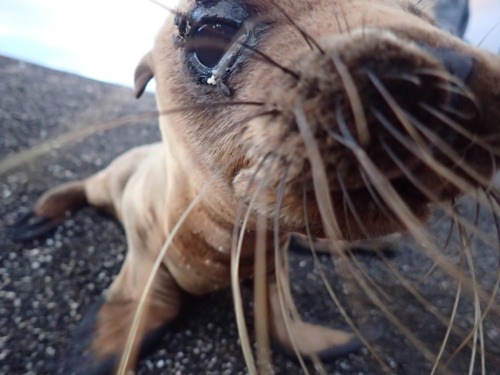 cute-overload:Baby sea lion just wants to make friends [OC]...