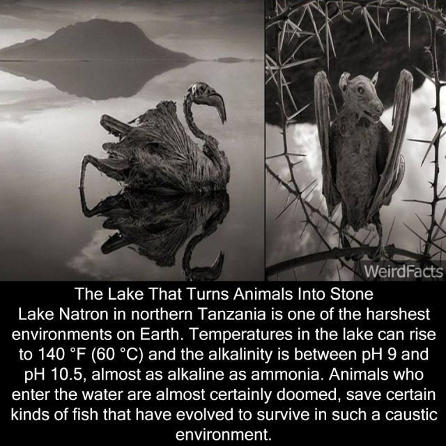 does lake natron turns animals to stone