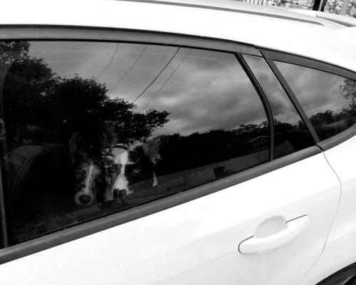 Corgis Ready to Roll (2014)© Stevan...