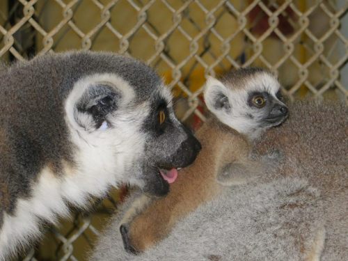 cameronparkzoo