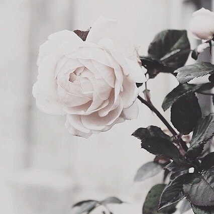  roses  aesthetic  Tumblr 