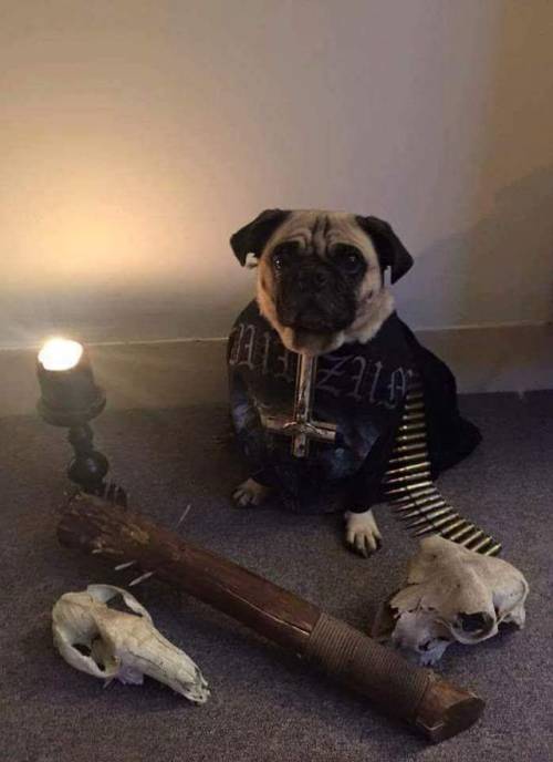 depressedsuicidalmaniac:Cutest fan of Burzum