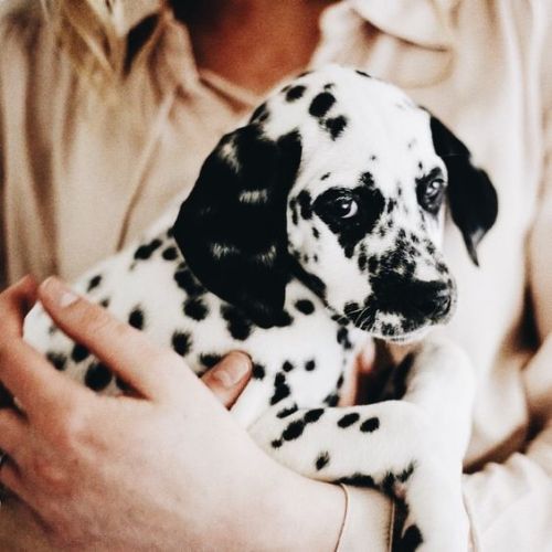 aww-so-pretty:I love the DalmatiansI want 10