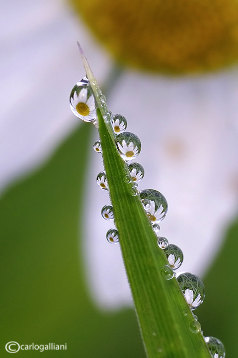 Peter Morwood, wapiti3: macro photography by carlo galliani “You...