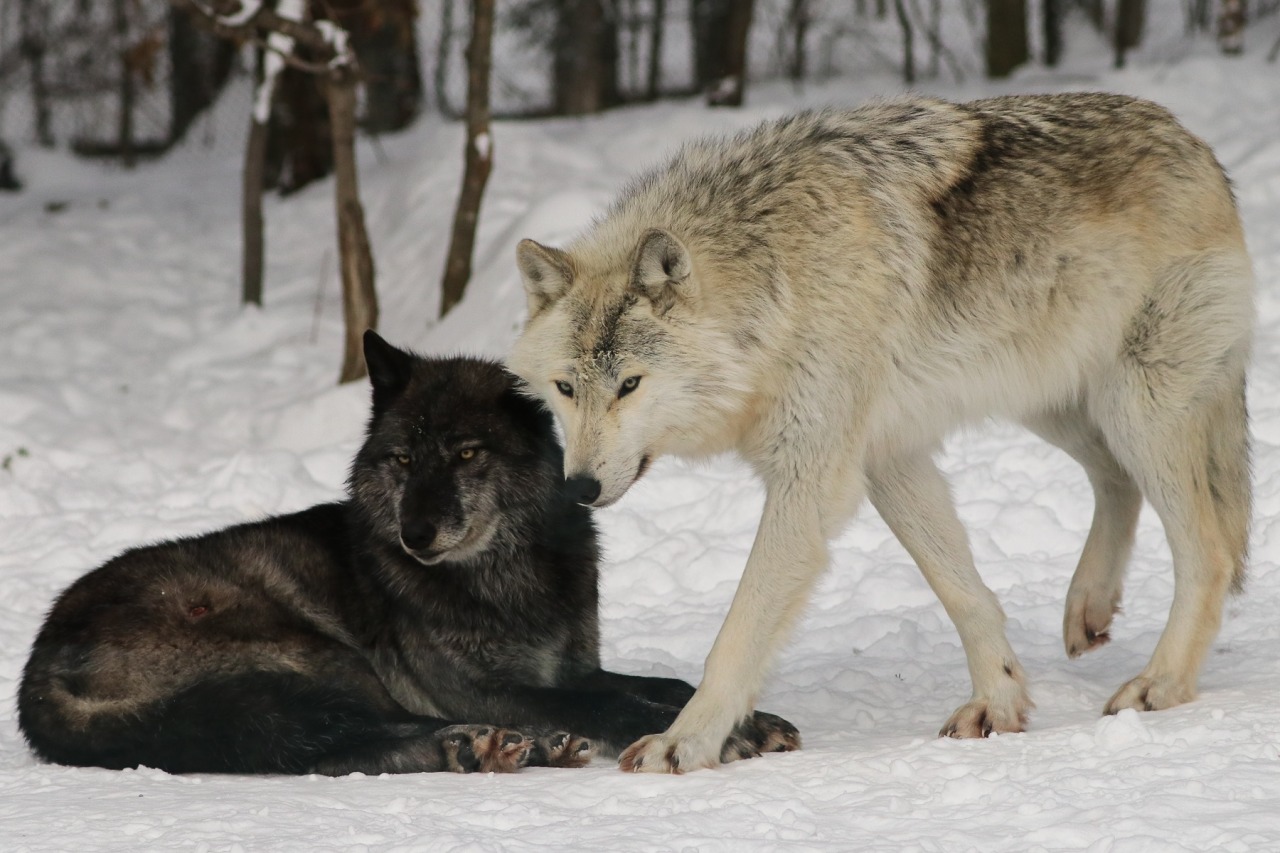 Какие животные произошли от серого волка