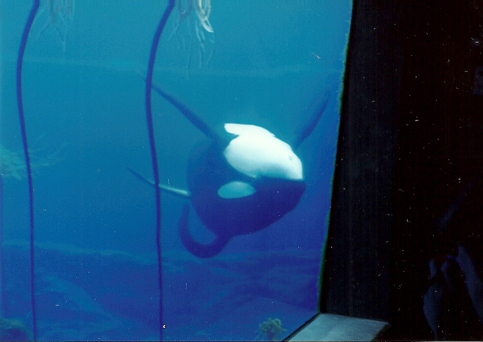 theincredibleorca:
“king-lobo:
“ Keiko at the Oregon Coast Aquarium - 1998 (Pictures are mine, please do not remove caption.)
”
Keiko! My favorite!
”