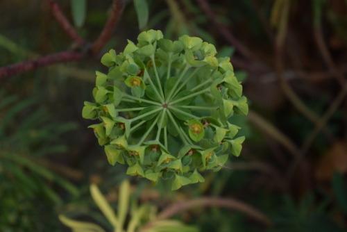 euphorbia amygdaloides