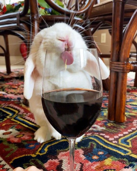 A little rabbit who wants to drink red wine.