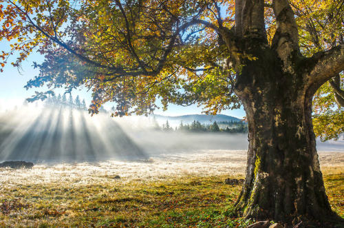superbnature