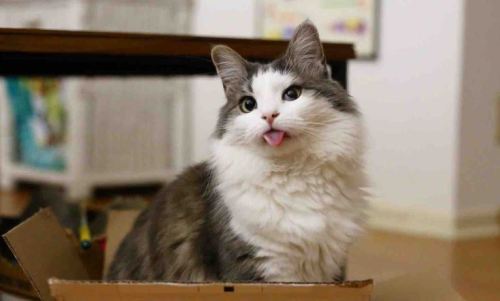 soda-n-cream:When cats do the lil tounge sticking out face ;•;Reblog if u agree