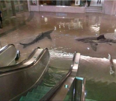 Image result for mall shark