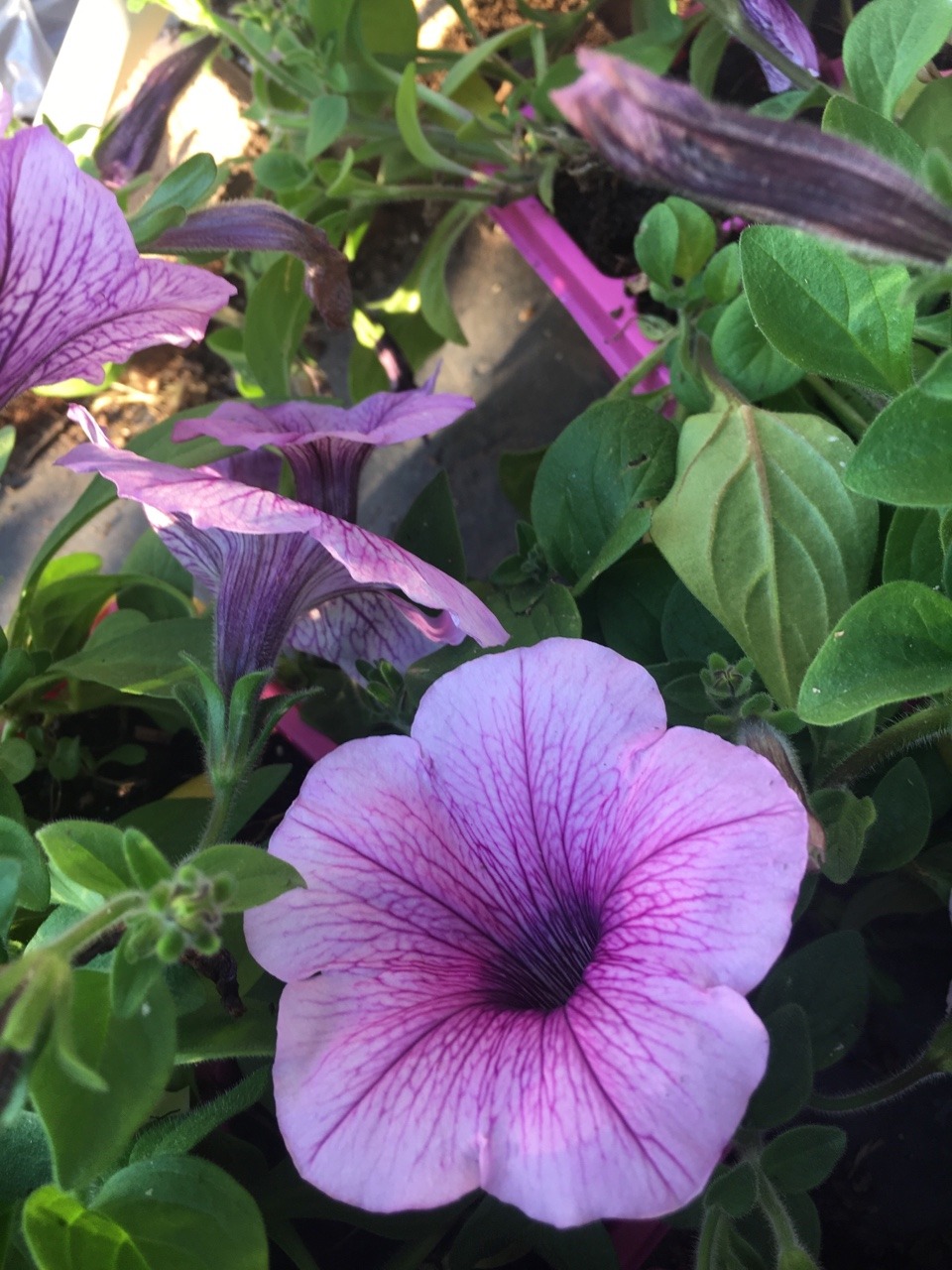 tidal wave petunias tidal wave petunias