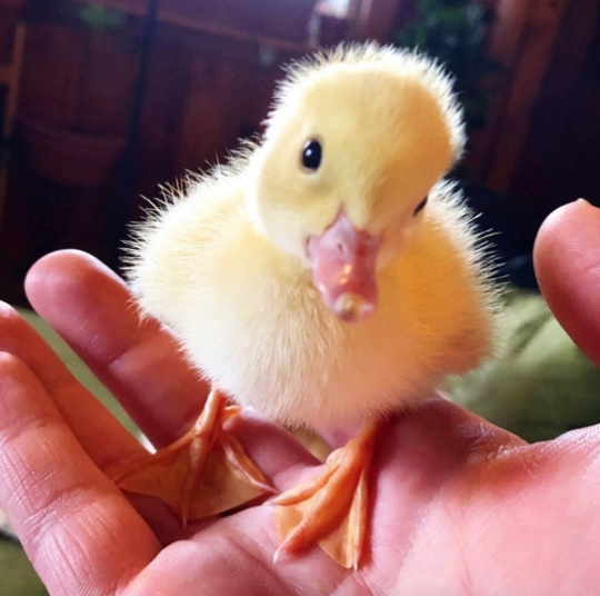 Cute duckling 🐣💖 (via)