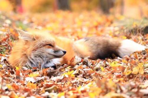 foxy-lover:the last breath of autumn