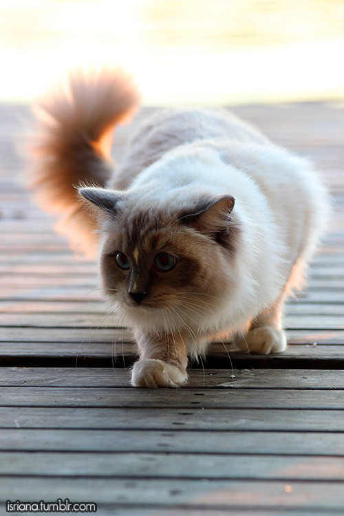 jossisgod:booksandcatslover:isriana:More pics of my ragdoll...