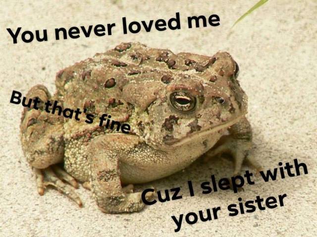 frog memes on Tumblr