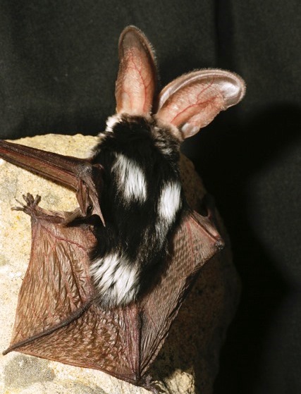 ainawgsd:Spotted BatsThe spotted bat (Euderma maculatum) can...