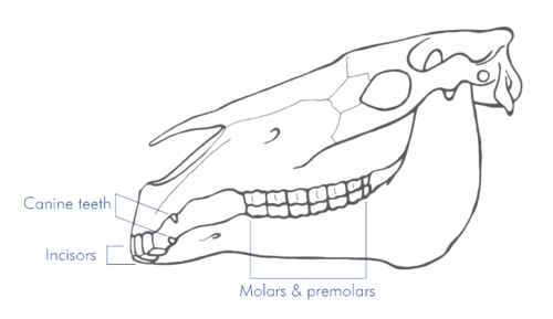 , how to draw sharp teeth and have them make sense:... skull dental diagram 