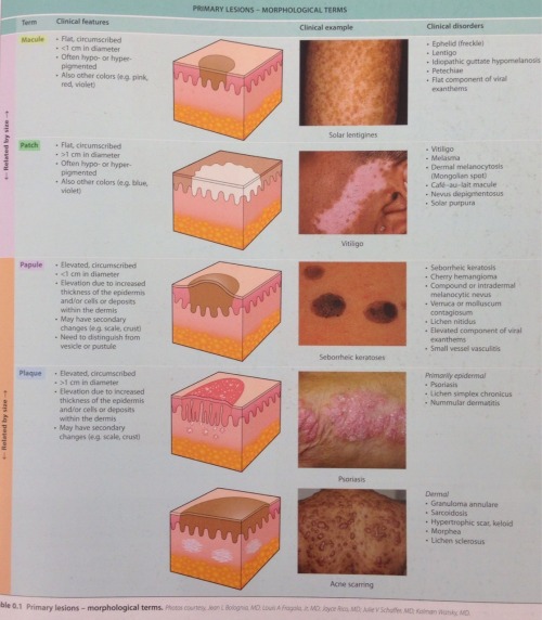 Table 0.1 Primary Lesions - Morphological Terms ... | - Endless MD