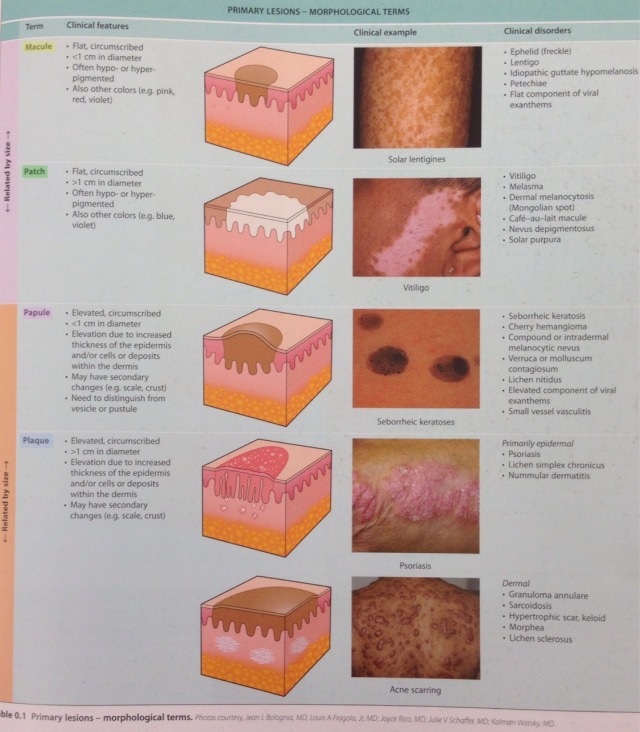 Table 0.1 Primary Lesions Morphological Terms Endless MD