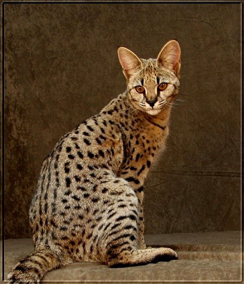 Savannah cat hd зурган илэрцүүд
