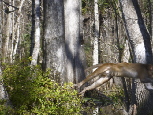 Monkeys of the Silver River