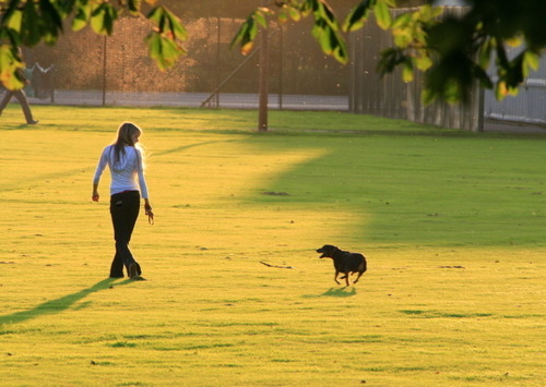 MyGassi Blog — Gassi gehen ist wichtig für den Hund er wird es&hellip;