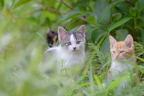 copal-sq:古いレンズで紫陽花撮るつもりがいつの間にやら猫だらけw