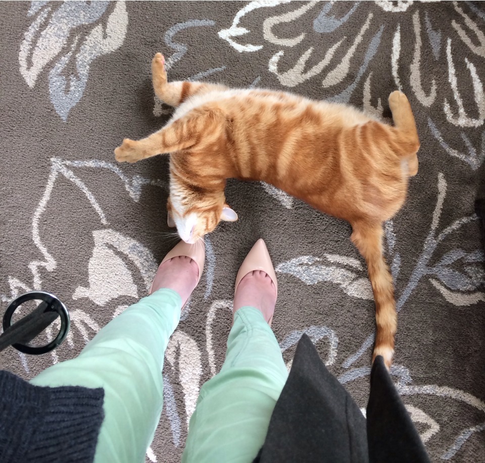 cat in high heels