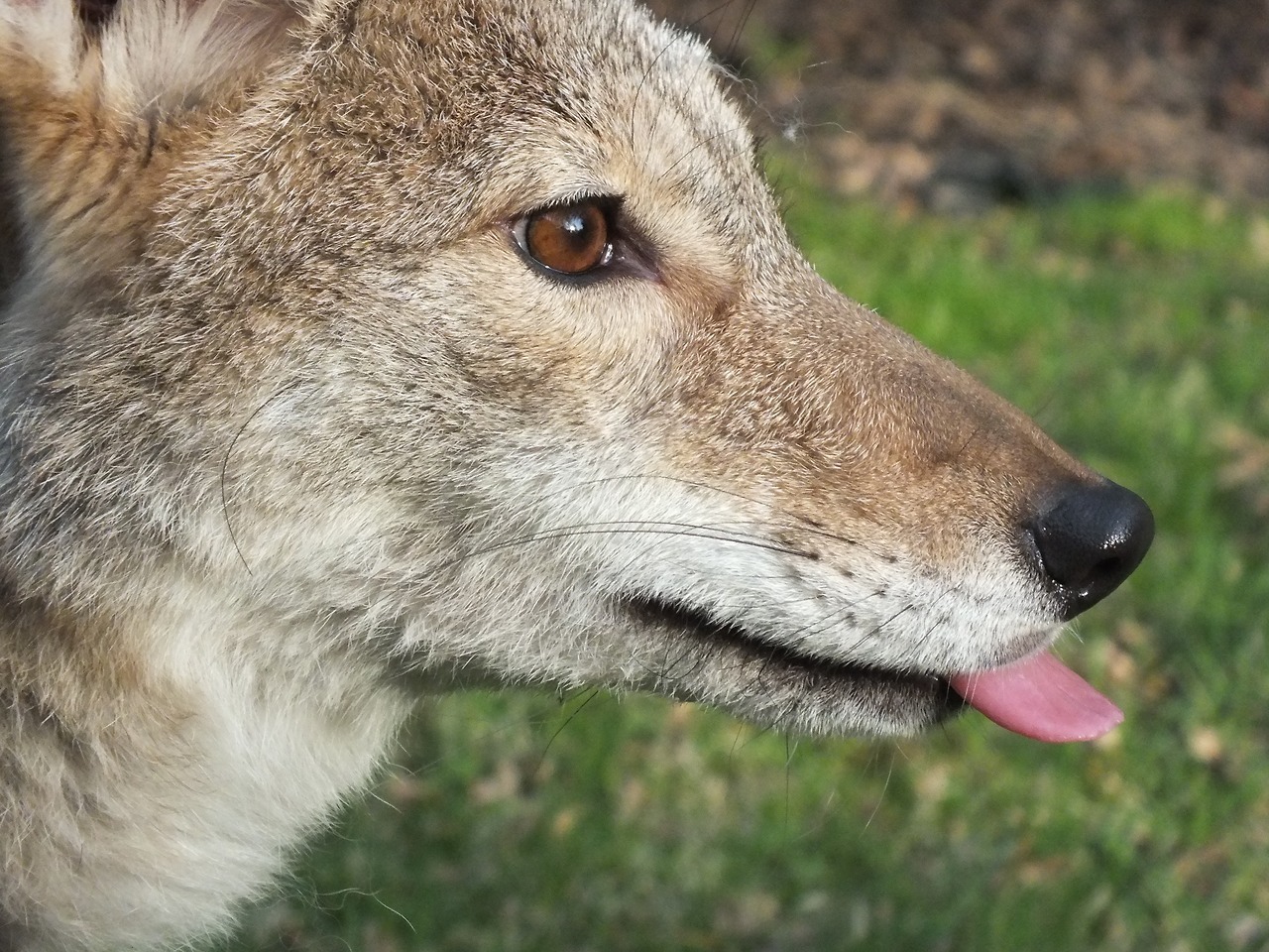 She-Jackal's Den — The classiest and politest of coyotes…. She got a...