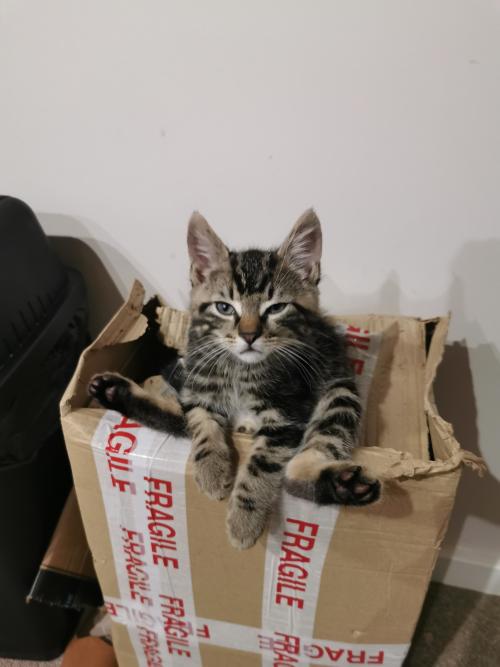 awwpics-org