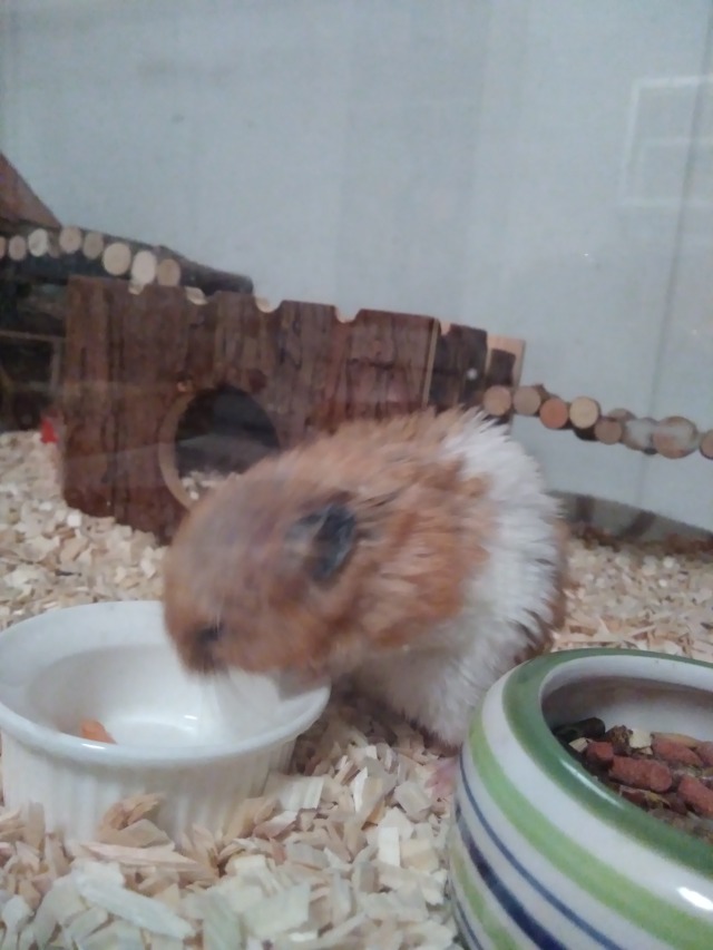 Download hamster owner | Tumblr
