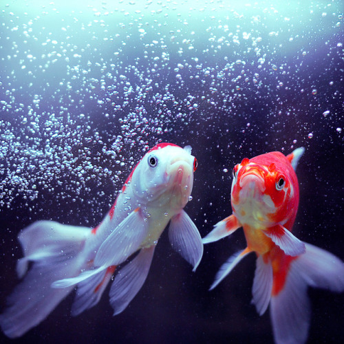 koi fish on Tumblr