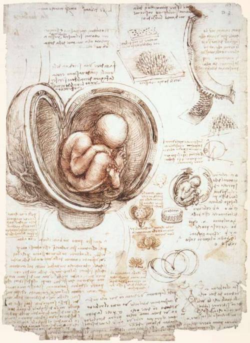 artist-davinci:Studies of the foetus in the wombMedium:...