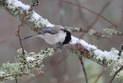 michaelnordeman:Willow tit/talltita (Poecile montanus).