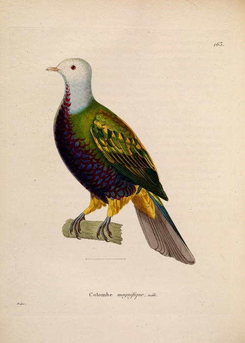 wapiti3:New collection of plates of colored birds: to serve on...