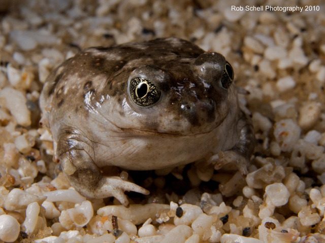 A captive western spadefoot toad [Spea hammondii]... - TOADSCHOOLED!