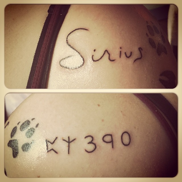 Tattoo number three! I am so, so happy with how this turned out, and so excited that I have Siriusâs signature and Azkaban numbers next to his paw. (Next up for him, and the Harry Potter arm: the Grim.) Thank you, @alldayraytattoo and @sacredharp978!...