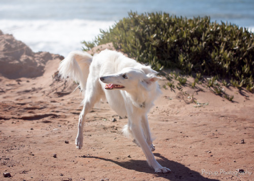 pixpup:give em the ol’ razzle dazzle