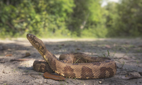 joint snake | Tumblr