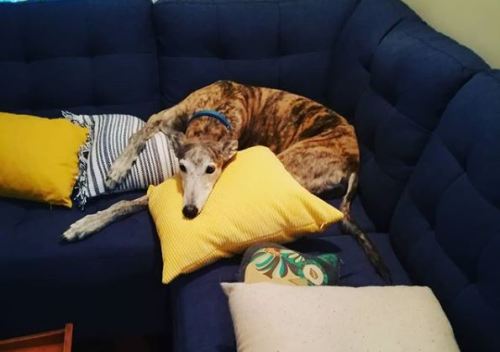 celestialsighthounds:Obsessed with pillows.