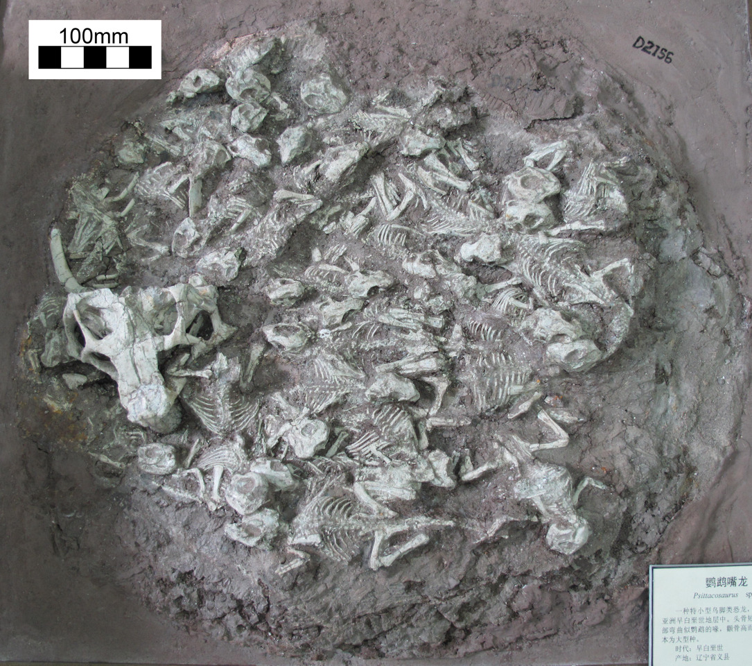 1085px x 960px - Fossil Porn â€” Nest of Young Dinosaurs with 'Babysitter'...