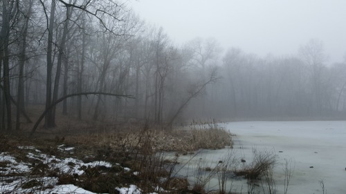 thedruidsforest:Misty forests and long walks1-22-17